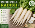 White Icicle Radish Seeds – Raphanus sativus, Fast-Growing Heirloom Vegetable, Tapered White Roots, 125 Seeds