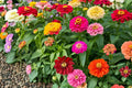 Pompon Pumila Zinnia Mix Seeds – Colorful Annual Zinnia Flowers for Garden Beds & Cut Flowers – Zinnia elegans