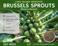 Brussels Sprout Seeds 520 Long Island Improved Brassica oleracea Vegetable Garden Seed