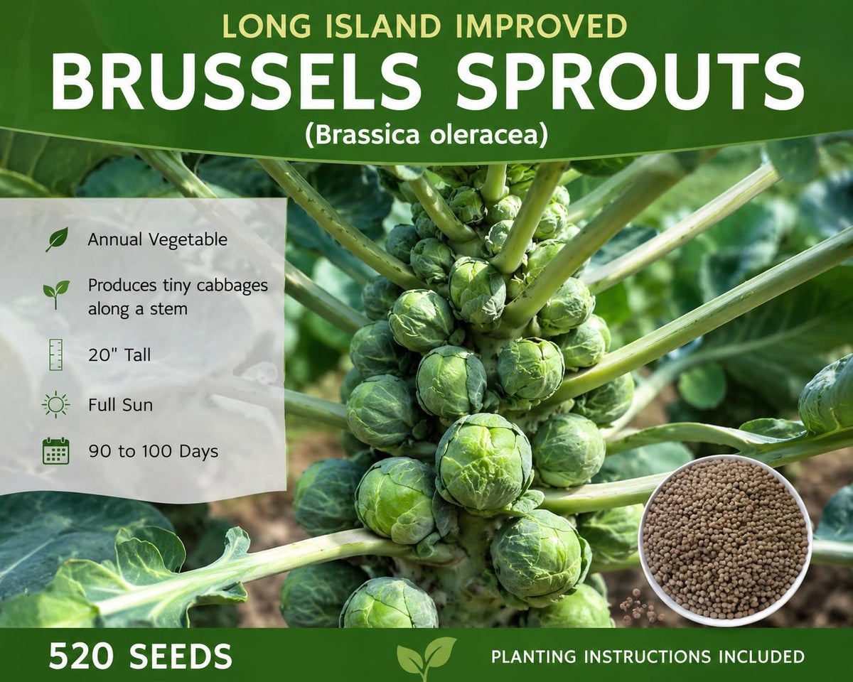Brussels Sprout Seeds 520 Long Island Improved Brassica oleracea Vegetable Garden Seed