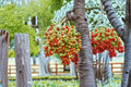 Royal Red Palm Seeds – Roystonea regina Tropical Ornamental Palm for Gardens & Landscaping