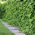 Dutchman's Pipevine Seeds – Native Vine, Swallowtail Host Plant, Aristolochia tomentosa, Perennial Climber for Gardens and Wildlife
