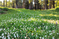 Dutch White Clover Seed Pack – Trifolium repens Ground Cover, Perennial Lawn & Garden Plant