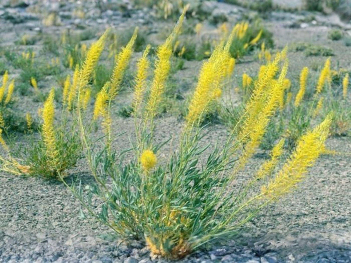 40 Seeds Stanleya Pinnata Prince's Plume Wildflower Yellow Blooms Pollinator Garden