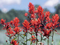 100 Seeds Castilleja linariifolia Split-leaf Paintbrush Wildflower