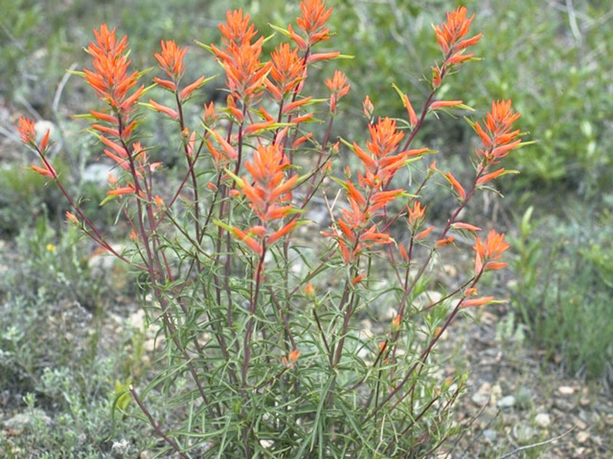 100 Seeds Castilleja linariifolia Split-leaf Paintbrush Wildflower