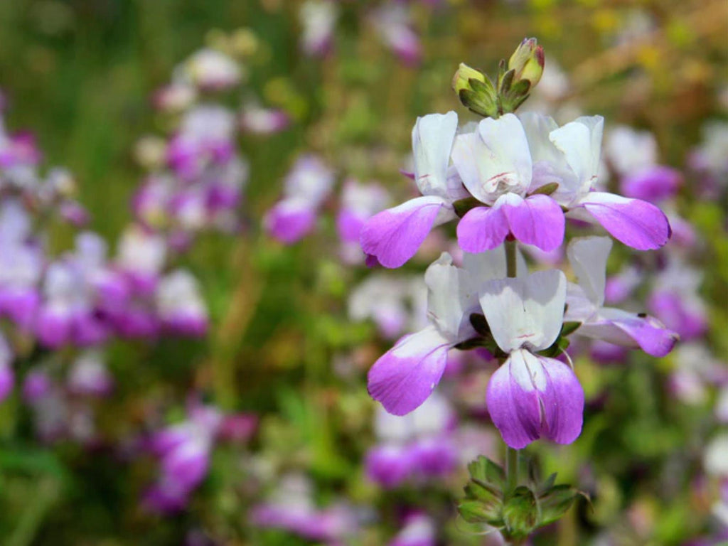 100 Chinese Houses Seeds Collinsia heterophylla Wildflower Pollinator Garden