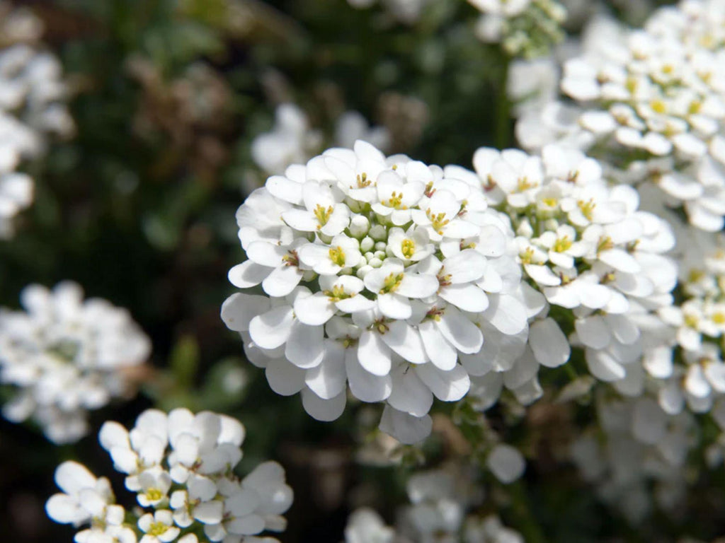 100 Empress Rocket Candytuft Seeds Iberis amara Wildflower Pollinator Cottage Garden