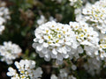 100 Empress Rocket Candytuft Seeds Iberis amara Wildflower Pollinator Cottage Garden
