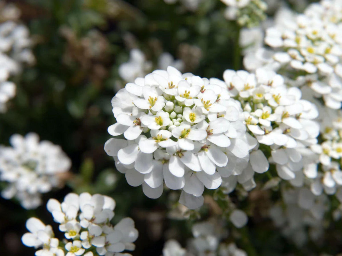 100 Empress Rocket Candytuft Seeds Iberis amara Wildflower Pollinator Cottage Garden