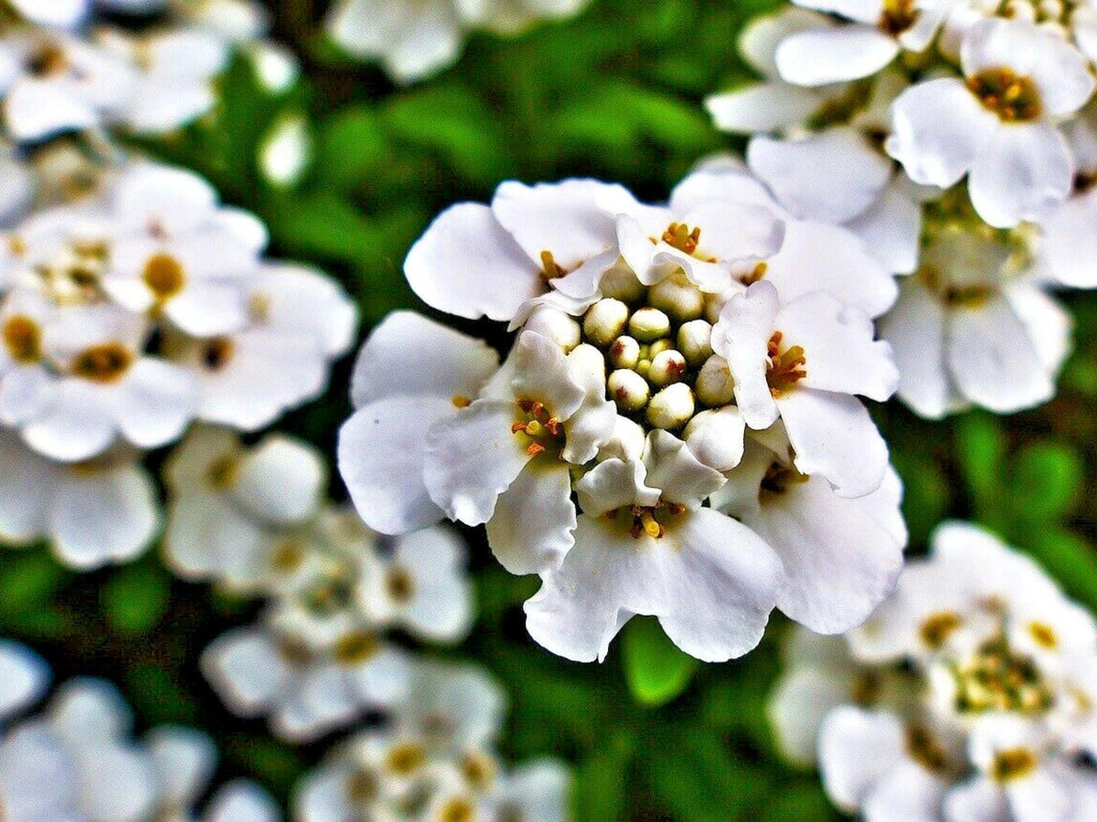 100 Empress Rocket Candytuft Seeds Iberis amara Wildflower Pollinator Cottage Garden