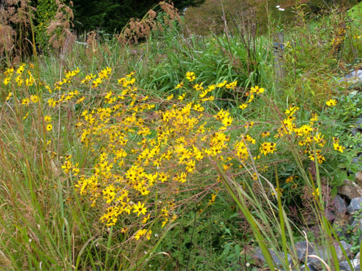 100 Swamp Sunflower Seeds Helianthus angustifolius Wetland Wildflower Rain Garden