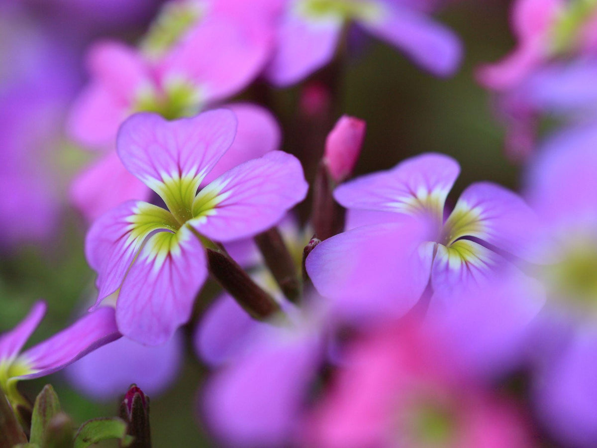 100 Seeds Virginia Stock Malcolmia maritima Fragrant Annual Wildflower