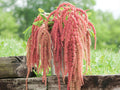100 Love Lies Bleeding Seeds – Amaranthus caudatus Wildflower Seeds for Pollinator Gardens, Cottage Garden, Natural Landscape