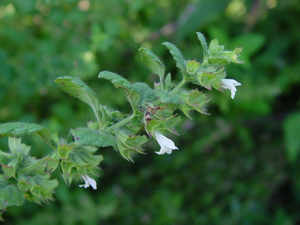 100 Lemon Balm Seeds Melissa officinalis Aromatic Garden Herb