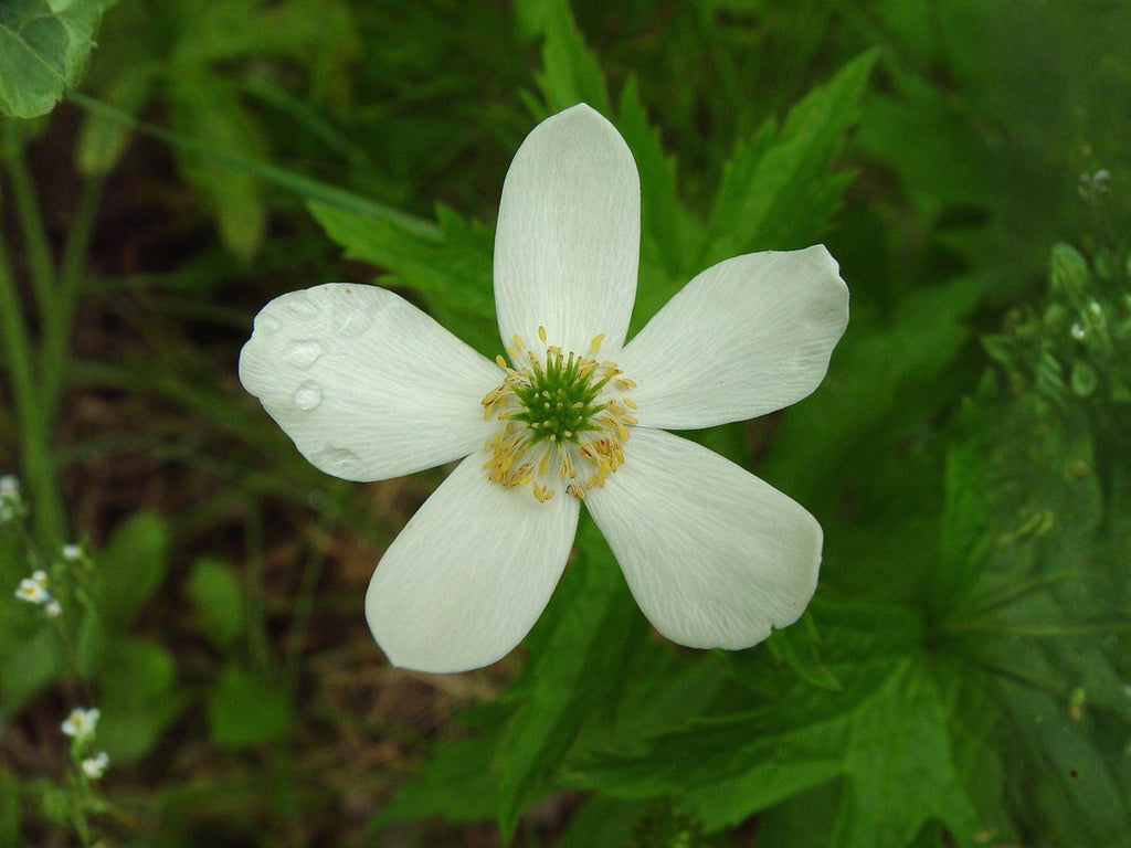 25 Seeds Canada Anemone Anemone canadensis White Wildflower