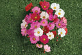 Cosmos Sensation Mix Seeds – Colorful Flowering Annual for Gardens, Borders & Pollinator Gardens – Cosmos bipinnatus