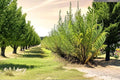 Aussie Willow Privacy Tree – Fast Growing Ornamental Tree with Narrow Willow Foliage – Geijera parviflora