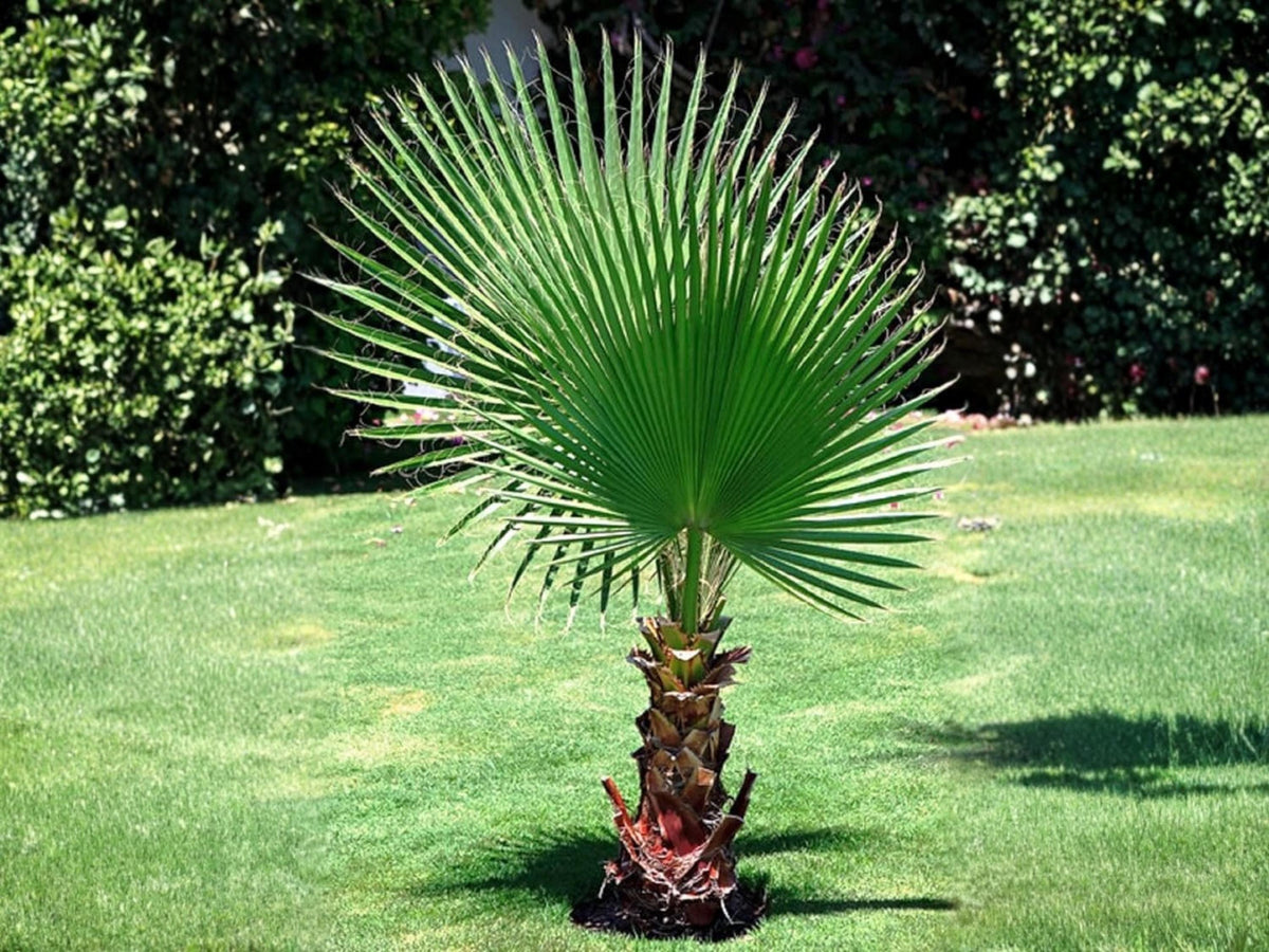 5 Seeds California Fan Palm Washingtonia filifera Hardy Evergreen Ornamental Tree