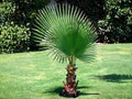 California Fan Palm Seeds – Heirloom Non-GMO Garden Planting Tree – Washingtonia filifera, Fan-Shaped Foliage, Tropical Landscape
