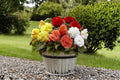 Begonia Flower Bulb Mix – Colorful Ornamental Flowering Bulbs for Gardens, Containers & Shade Borders