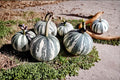Silver Edge Pumpkin Seeds – Ornamental Squash, Striped Decorative Gourd, Cucurbita pepo, 10 Seeds