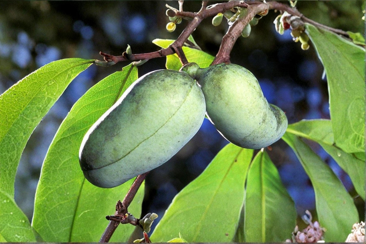 Paw Paw Tree Seeds – Edible Fruit Tree, Asimina triloba, Backyard Orchard, Native North American Fruit Seed Pack