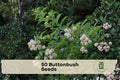 Buttonbush Seeds, Native Deciduous Shrub, Cephalanthus occidentalis, Ornamental Flowering Shrub for Rain Gardens & Wildlife
