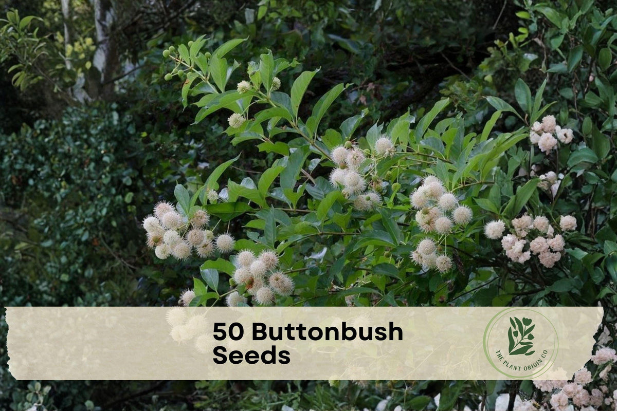 Buttonbush Seeds, Native Deciduous Shrub, Cephalanthus occidentalis, Ornamental Flowering Shrub for Rain Gardens & Wildlife