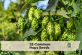 25 Common Hops Seeds - Perennial Climbing Vine for Trellises & Fences - Humulus lupulus