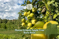 Grafted Mutsu (Crispin) Apple Tree Bare Root 12-18 Inch, Malus domestica, Sweet Crisp Apples for Home Orchard