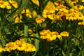 Mexican Mint Marigold Seeds – 75 Pack, Herb, Tagetes lucida, Aromatic Foliage, Bright Yellow Flowers, Perennial Herb for Gardens