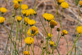Greenthread Seeds 58 Thelesperma megapotamicum Wildflower Drought-Tolerant Perennial Yellow Flowers