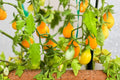 Yellow Pear Tomato Seeds – Heirloom Cherry Fruit, Solanum lycopersicum, Indeterminate, Bright Yellow, 85 Seeds