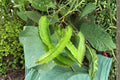 Winged Bean Seeds for Planting – Psophocarpus tetragonolobus Exotic Tropical Climbing Vegetable Seeds