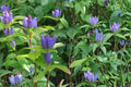Bottle Gentian Seeds – Gentiana andrewsii Perennial Wildflower with Violet Blue Tubular Flowers, Native Pollinator Plant for Sun or Part Shade