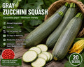 Gray Zucchini Squash Seeds – Cucurbita pepo Heirloom Summer Vegetable, Full Sun, 20 Seeds