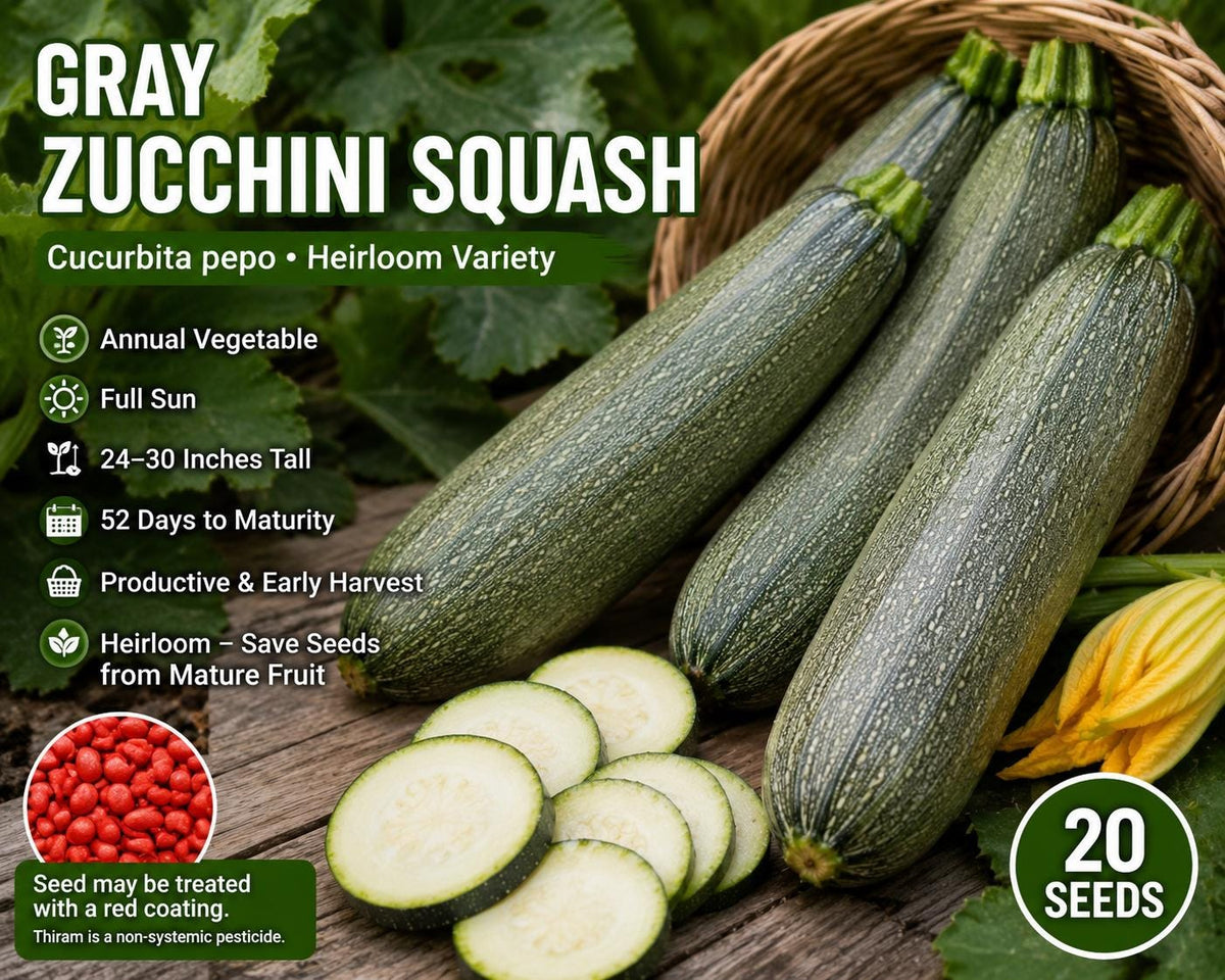 Gray Zucchini Squash Seeds – Cucurbita pepo Heirloom Summer Vegetable, Full Sun, 20 Seeds