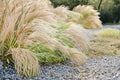 Chinese Silvergrass Seeds – Miscanthus sinensis, Ornamental Grass with Silver Plumes, Garden Seeds for Borders & Landscaping