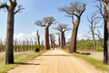 Grandidier's Baobab Seeds | Adansonia grandidieri | Rare Tropical Tree for Gardens & Bonsai