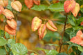 Chinese Golden Rain Tree Seeds – Koelreuteria bipinnata, Ornamental Deciduous Flowering Tree for Landscaping