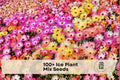 Ice Plant Seeds Mix - Dorotheanthus bellidiformis, Vibrant Flower Blend for Ground Cover, Rock Gardens & Containers, 100+ Seeds