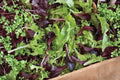 Allstar Gourmet Lettuce Mix Seeds – Heirloom Leaf Lettuce Blend for Salad Gardens, Green & Red Varieties, 500 Seeds