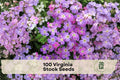 Virginia Stock Seeds 100 Pack | Malcomia maritima | Lilac & White Annual Wildflower for Borders & Containers