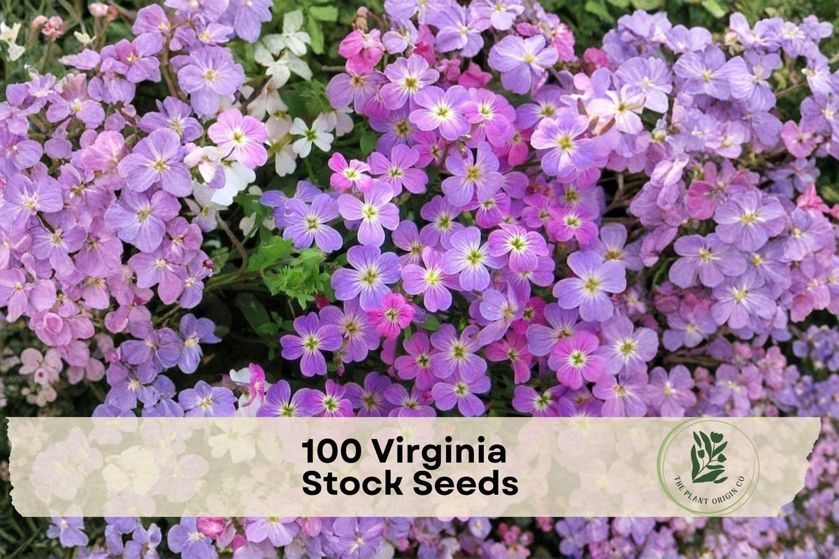 Virginia Stock Seeds 100 Pack | Malcomia maritima | Lilac & White Annual Wildflower for Borders & Containers