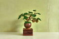 Kiwi Bonsai Seeds – Actinidia chinensis Fruit Vine for Gardening and Container Growing