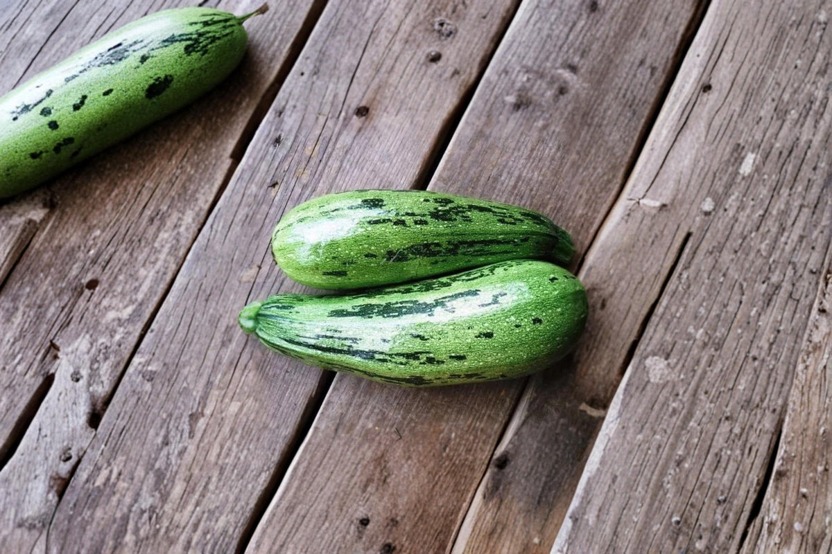 Caserta Squash Seeds – Cucurbita pepo Summer Vegetable Plant for Garden, Container, and Raised Bed Growing
