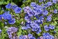 California Bluebell Seeds – 1000 Blue Annual Wildflower Phacelia campanularia for Gardens, Borders, and Ground Cover