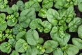 Bloomsdale Long Standing Spinach Seeds – Heirloom Leafy Green, Spinacia oleracea, Dark Green Savoyed Leaves, Vegetable Seed Pack