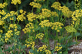 Golden Alexanders Seeds – Perennial Wildflower Zizia aurea, Bright Yellow Flowers for Native Gardens and Borders